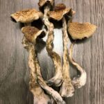 B+-Cubensis-Magic-Mushrooms