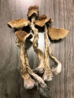 B+-Cubensis-Magic-Mushrooms