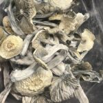 Albino-Avery-Magic-Mushrooms