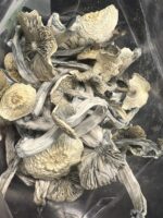 Albino-Avery-Magic-Mushrooms