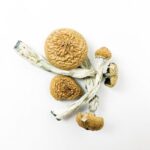 Amazonian Magic Mushrooms - Image 2