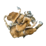 Golden Teachers Magic Mushroom
