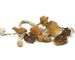 HillBilly Magic Mushrooms - Image 3