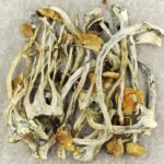 Amazonian-Magic-Mushrooms