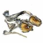 Blue-Meanies-Magic-Mushroom