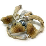Golden Teachers magic Mushroom - Image 2
