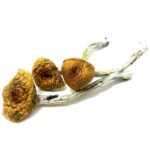 HillBilly-Magic-Mushrooms