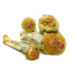 Penis-Envy-Magic-Mushroom