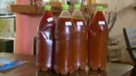 Ayahuasca-Tea-Effects-Safety