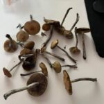 Psilocybe-Subaeruginosa-Habitat