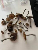Psilocybe-Subaeruginosa-Habitat