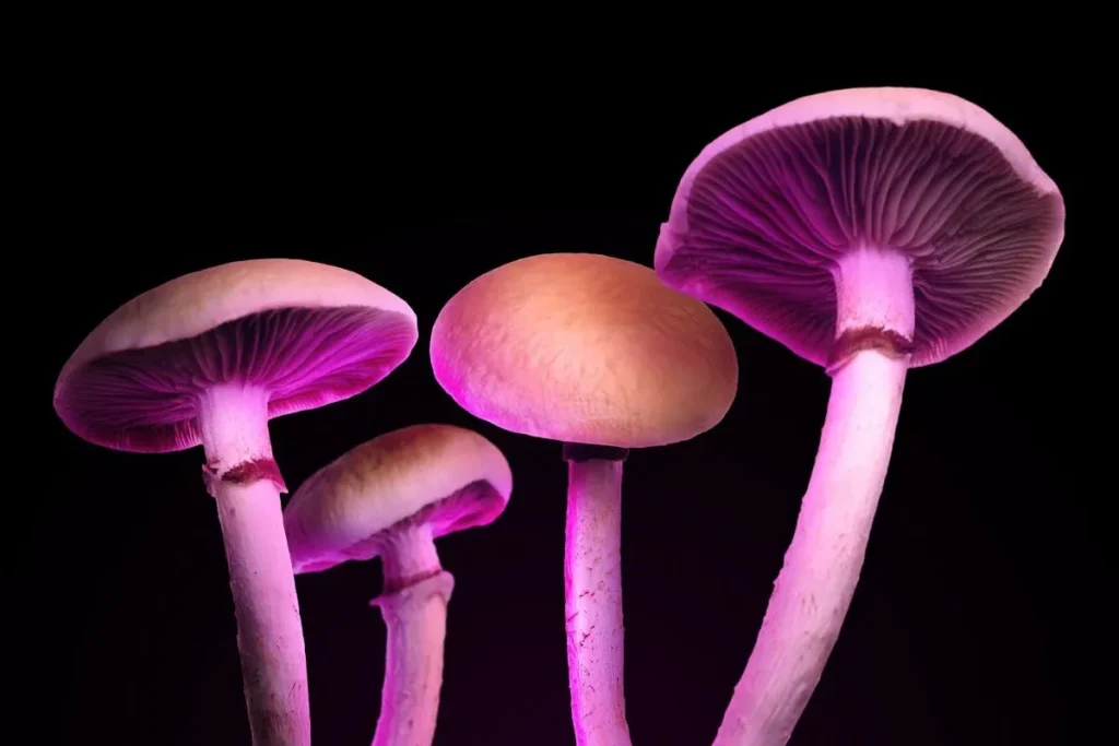 Hallucinogenic Mushrooms 1200x800 1 1